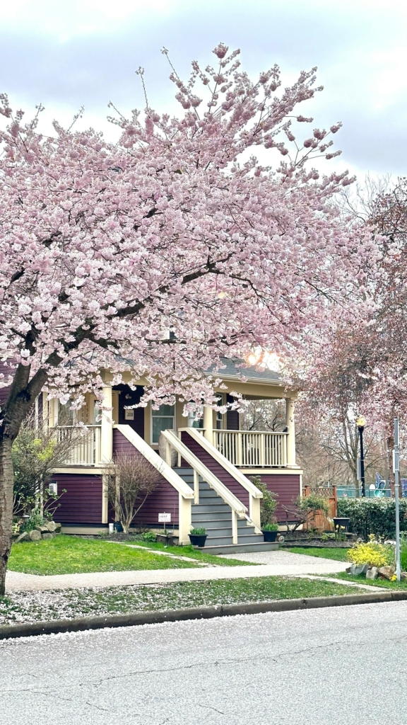 pexels mariia ivanova 16277483